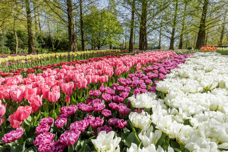 Keukenhof Day Trip